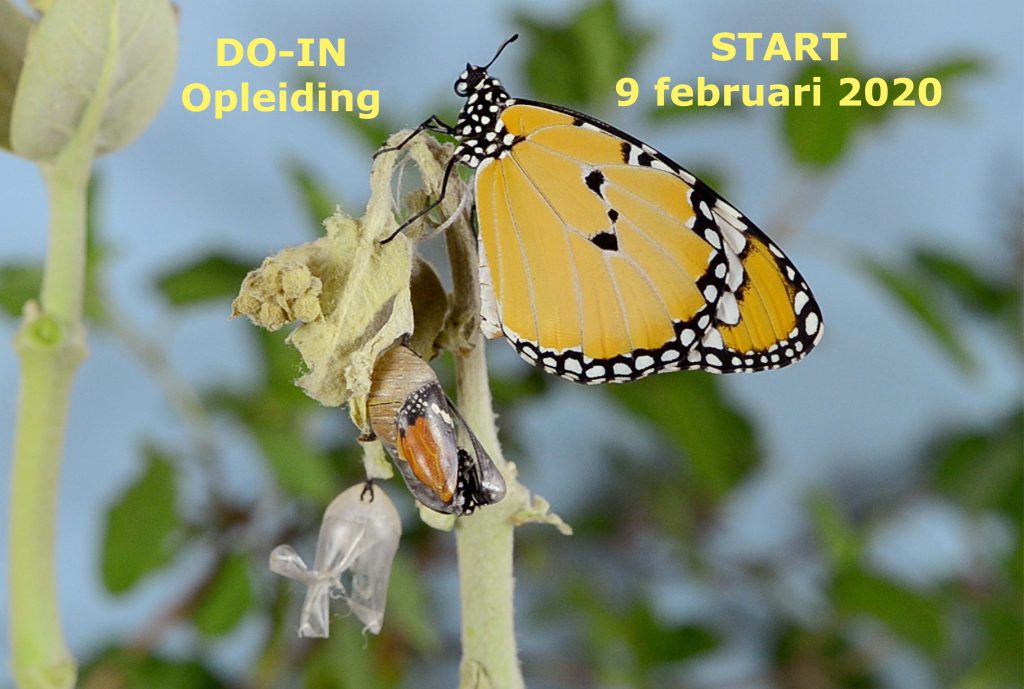 Welp DO-IN opleiding: Van rups tot wonderschone vlinder – Nederlandse QV-72